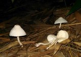 Leucocoprinus cepistipes image
