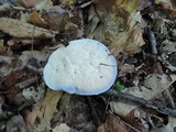 Hydnellum caeruleum image
