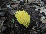 Clavulinopsis fusiformis image