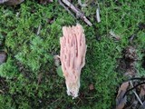 Ramaria formosa image