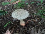Amanita atkinsoniana image