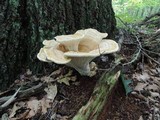 Bondarzewia berkeleyi image