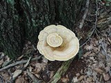 Bondarzewia berkeleyi image
