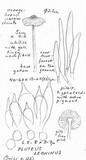 Pluteus leoninus image