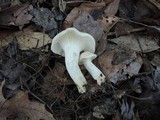 Hygrocybe angustifolia image