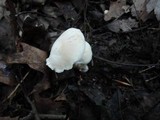 Hygrocybe angustifolia image