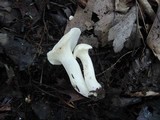 Hygrocybe angustifolia image