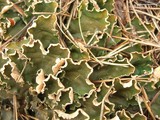 Peltigera malacea image