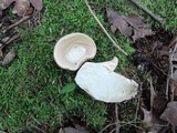 Boletus pallidus image
