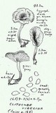Clitocybe vibecina image