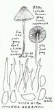 Mycena abramsii image