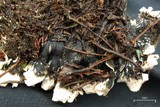 Peltigera malacea image
