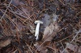 Suillus placidus image