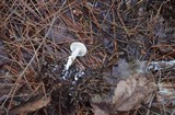 Suillus placidus image
