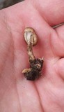 Lentinus tigrinus image