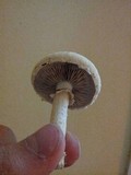 Agrocybe dura image