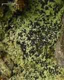 Lecidea berengeriana image