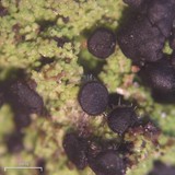 Lecidea berengeriana image