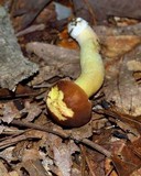 Boletus subglabripes image