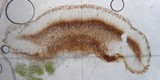 Lecidea berengeriana image