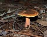 Leccinum rubropunctum image