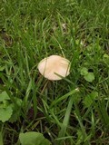 Marasmius oreades image