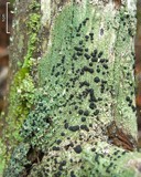Mycoblastus sanguinarius f. sanguinarius image