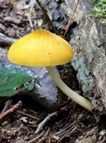 Pluteus leoninus image