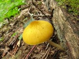Pluteus leoninus image
