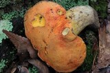 Gyroporus ballouii image
