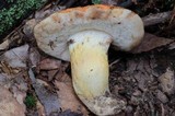 Tylopilus balloui image