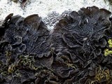 Collema furfuraceum image