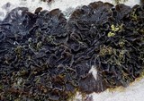 Collema furfuraceum image