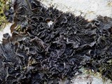 Collema furfuraceum image
