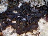 Collema furfuraceum image