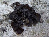 Collema furfuraceum image