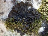 Collema furfuraceum image