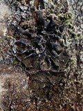 Collema furfuraceum image