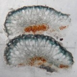 Mycoblastus sanguinarius f. sanguinarius image