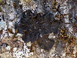 Collema furfuraceum image