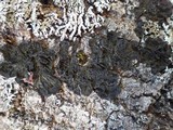 Collema subnigrescens image