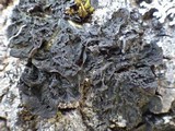 Collema subnigrescens image