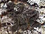 Collema subnigrescens image