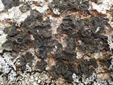 Collema subnigrescens image