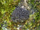 Collema fragrans image