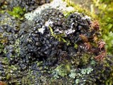 Collema fragrans image