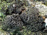 Collema fragrans image