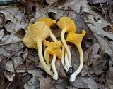 Cantharellus septentrionalis image