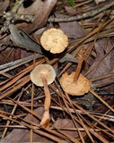 Gymnopus spongiosus image