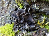 Leptogium hibernicum image